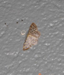 Idaea simplex