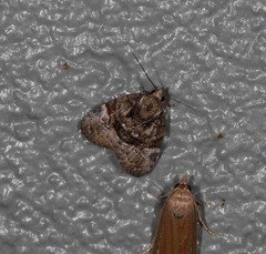 Lophothripa vitea