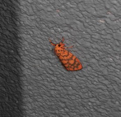 Miltochrista quadrilineata