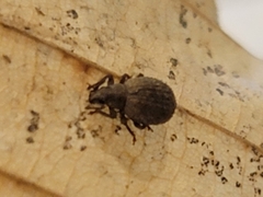 Myosides seriehispidus