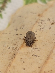 Myosides seriehispidus