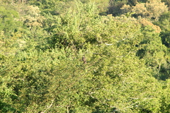 Rupornis magnirostris