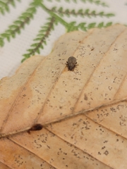 Myosides seriehispidus