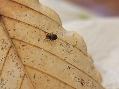 Myosides seriehispidus