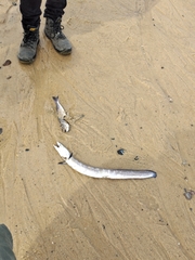 Conehead Eel photo 3