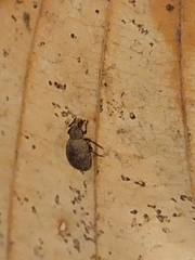 Myosides seriehispidus