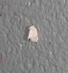 Niphopyralis chionesis