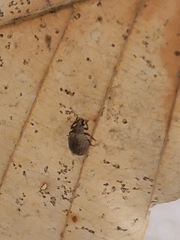 Myosides seriehispidus