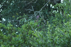 Lonchocarpus guatemalensis
