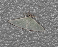 Oenochroma infantilis