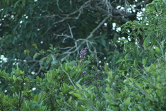 Lonchocarpus guatemalensis
