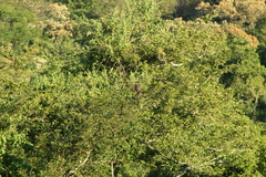 Rupornis magnirostris