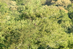 Rupornis magnirostris