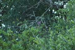 Lonchocarpus guatemalensis