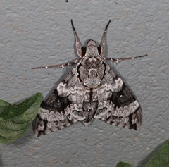 Psilogramma papuensis