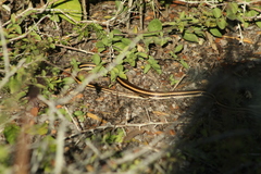 Salvadora lemniscata