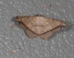 Semiothisa drepanata