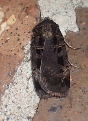 Pseudohermonassa tenuicula