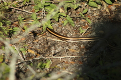 Salvadora lemniscata