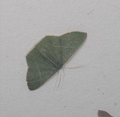 Thalassodes dorsilinea