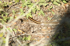 Salvadora lemniscata