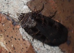 Pseudohermonassa tenuicula