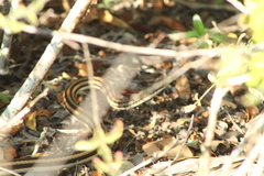 Salvadora lemniscata