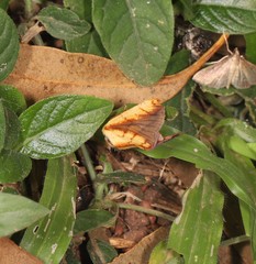 Xanthodes emboloscia