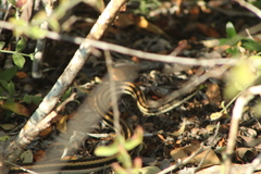 Salvadora lemniscata