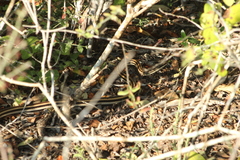 Salvadora lemniscata