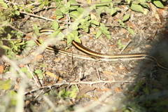 Salvadora lemniscata