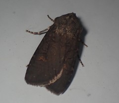 Euxoa velleripennis