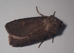 Euxoa velleripennis