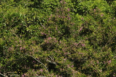 Lonchocarpus guatemalensis