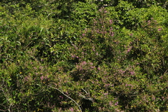 Lonchocarpus guatemalensis