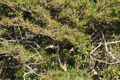 Lonchocarpus guatemalensis