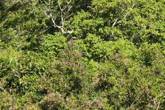 Lonchocarpus guatemalensis