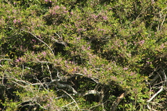 Lonchocarpus guatemalensis