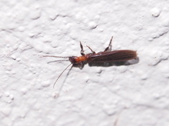 Oligotomidae