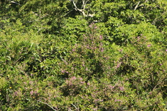 Lonchocarpus guatemalensis