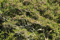 Lonchocarpus guatemalensis