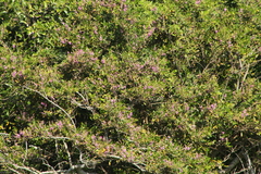 Lonchocarpus guatemalensis