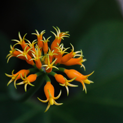 Gurania lobata