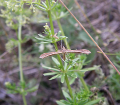 Stenoptilia pterodactyla