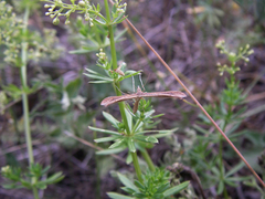 Stenoptilia pterodactyla