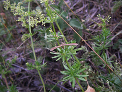 Stenoptilia pterodactyla