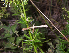 Stenoptilia pterodactyla