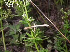 Stenoptilia pterodactyla