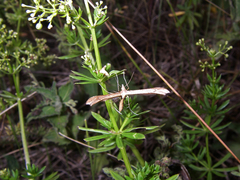 Stenoptilia pterodactyla
