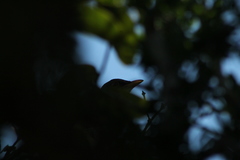 Turdus rufopalliatus